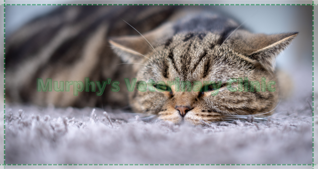 pet heatstroke in Oman