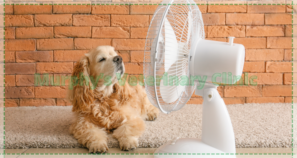 Adjusting Pet Environment and Nutrition