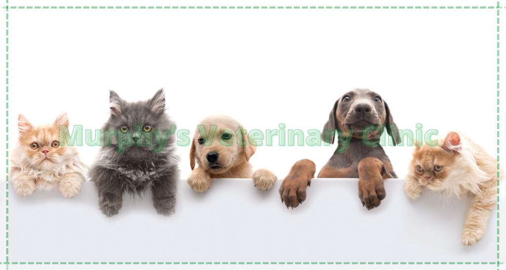 pet heatstroke in Oman