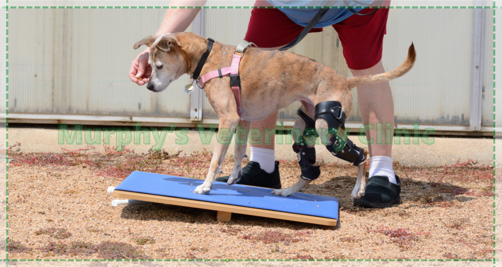 Veterinary Recommendations for Pets with Special Needs