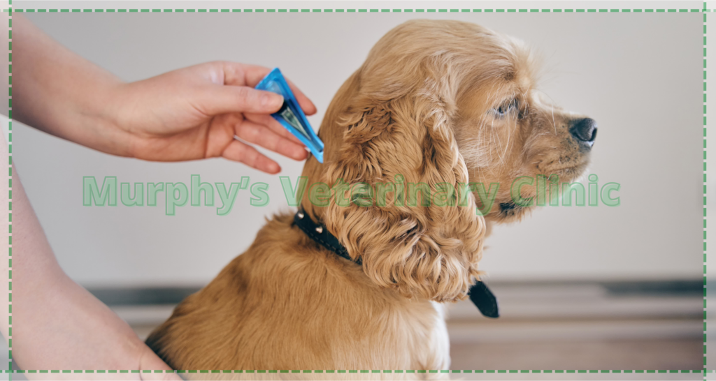 Pet Fungal Infections