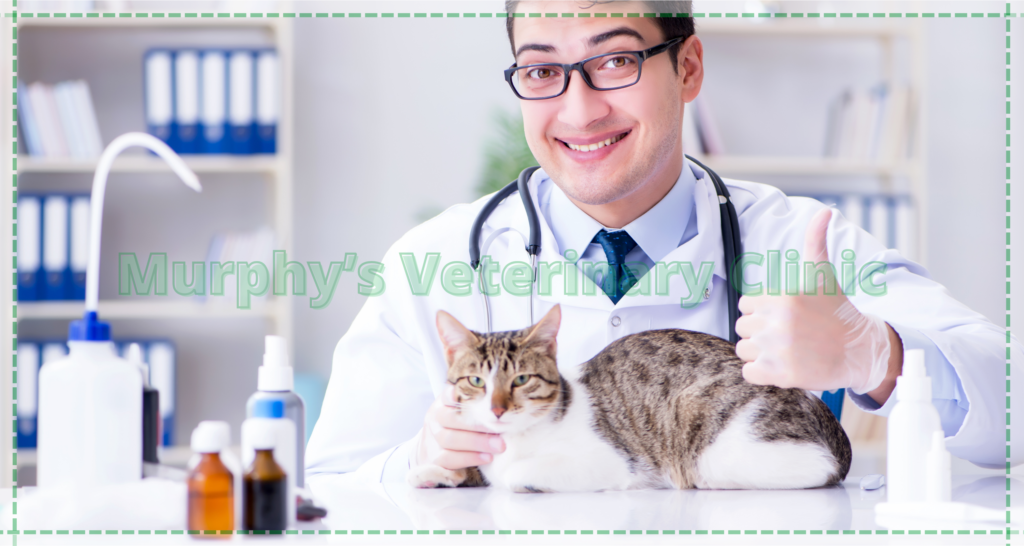 Caring for Pets with Chronic Illnesses