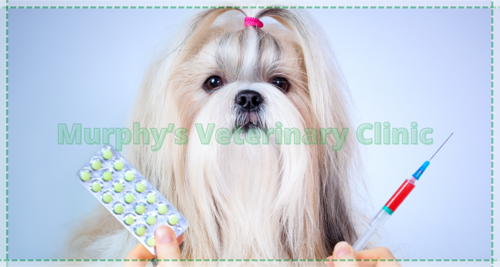 Pet Fungal Infections