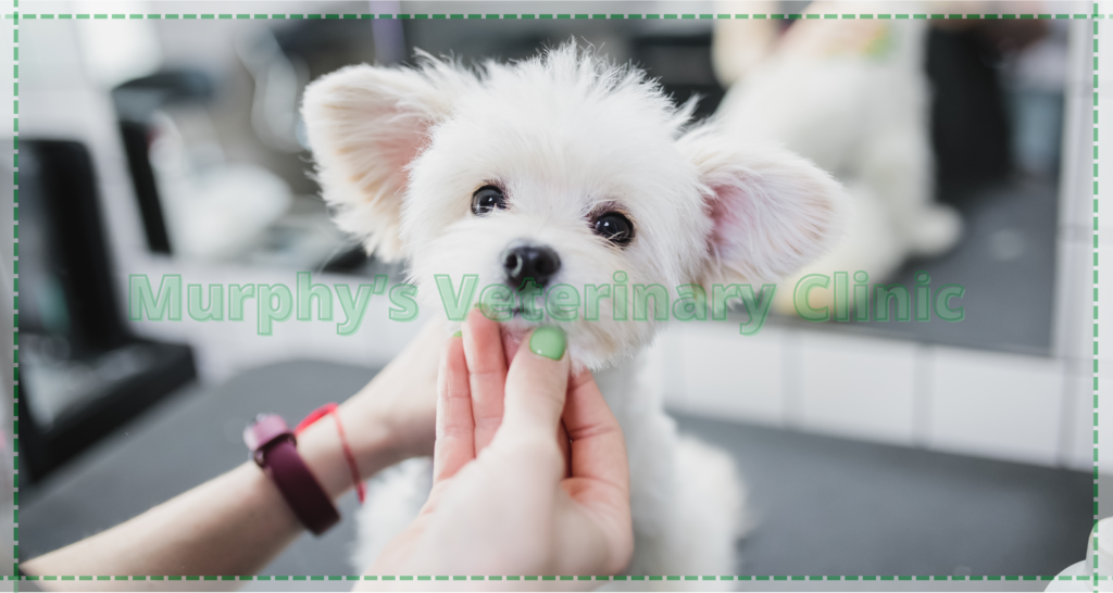 Caring for Pets with Chronic Illnesses