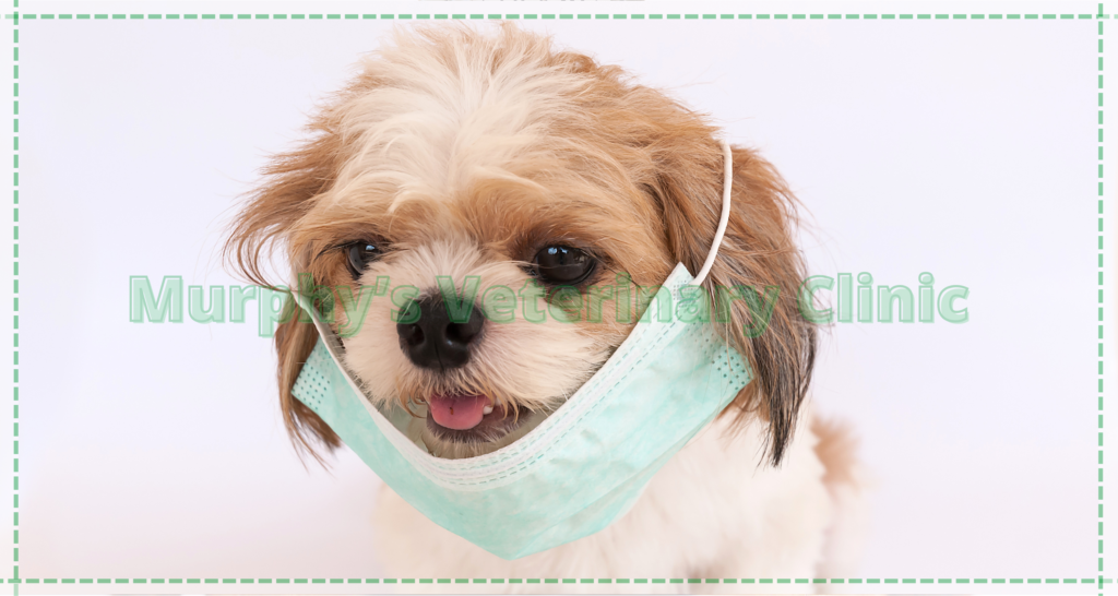 Caring for Pets with Chronic Illnesses