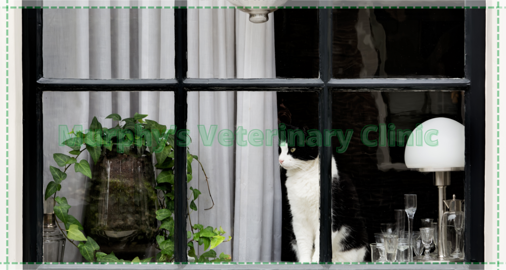 Veterinary Recommendations for Pets with Special Needs