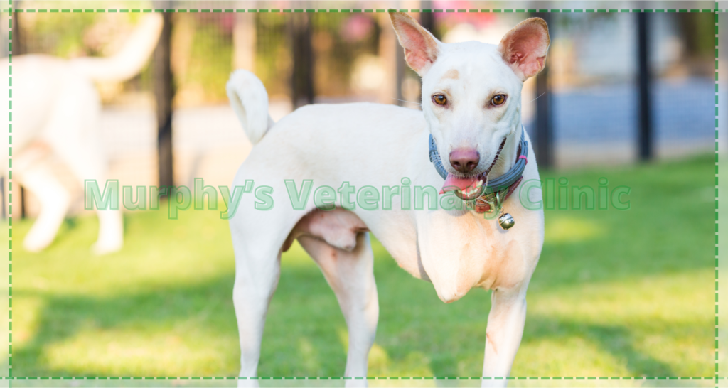 Veterinary Recommendations for Pets with Special Needs