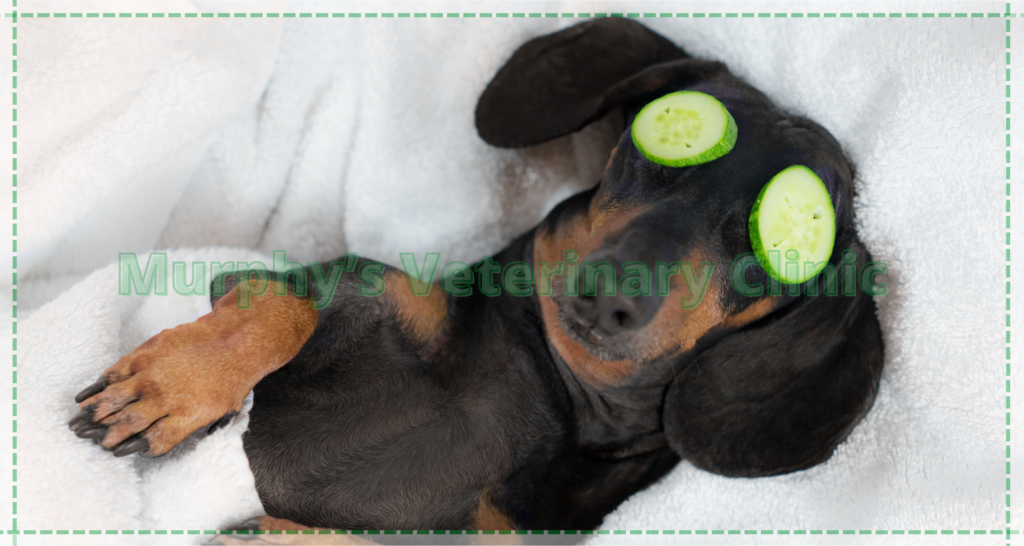 Adjusting Pet Environment and Nutrition