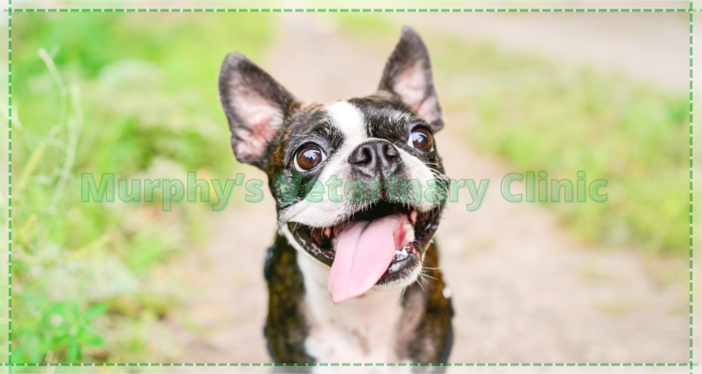 Caring for Pets with Chronic Illnesses