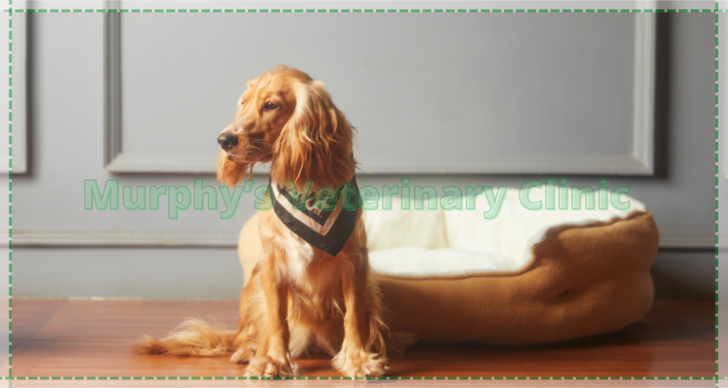 pet heatstroke in Oman