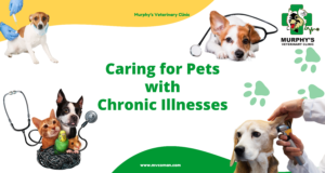 Caring for Pets with Chronic Illnesses