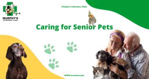 Caring for Senior Pets
