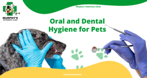 Oral and Dental Hygiene