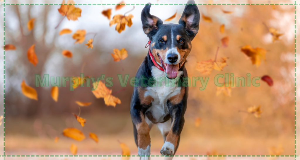 Precise Care for Pets in Oman