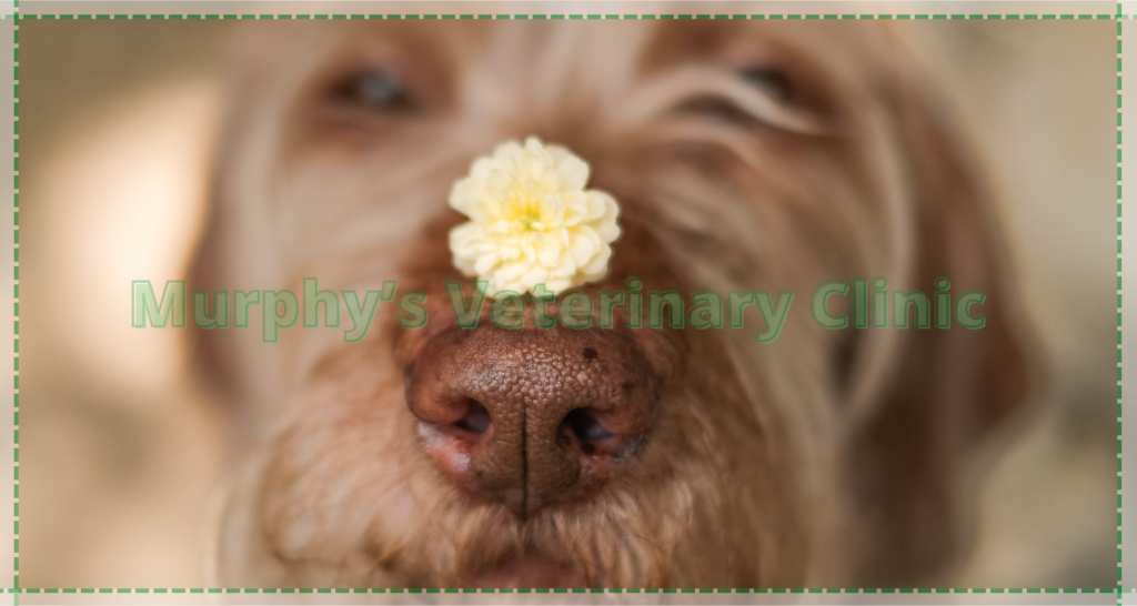 Precise Care for Pets in Oman