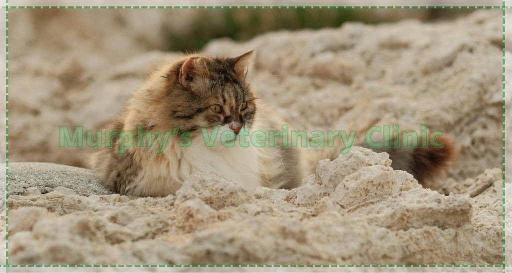 Precise Care for Pets in Oman