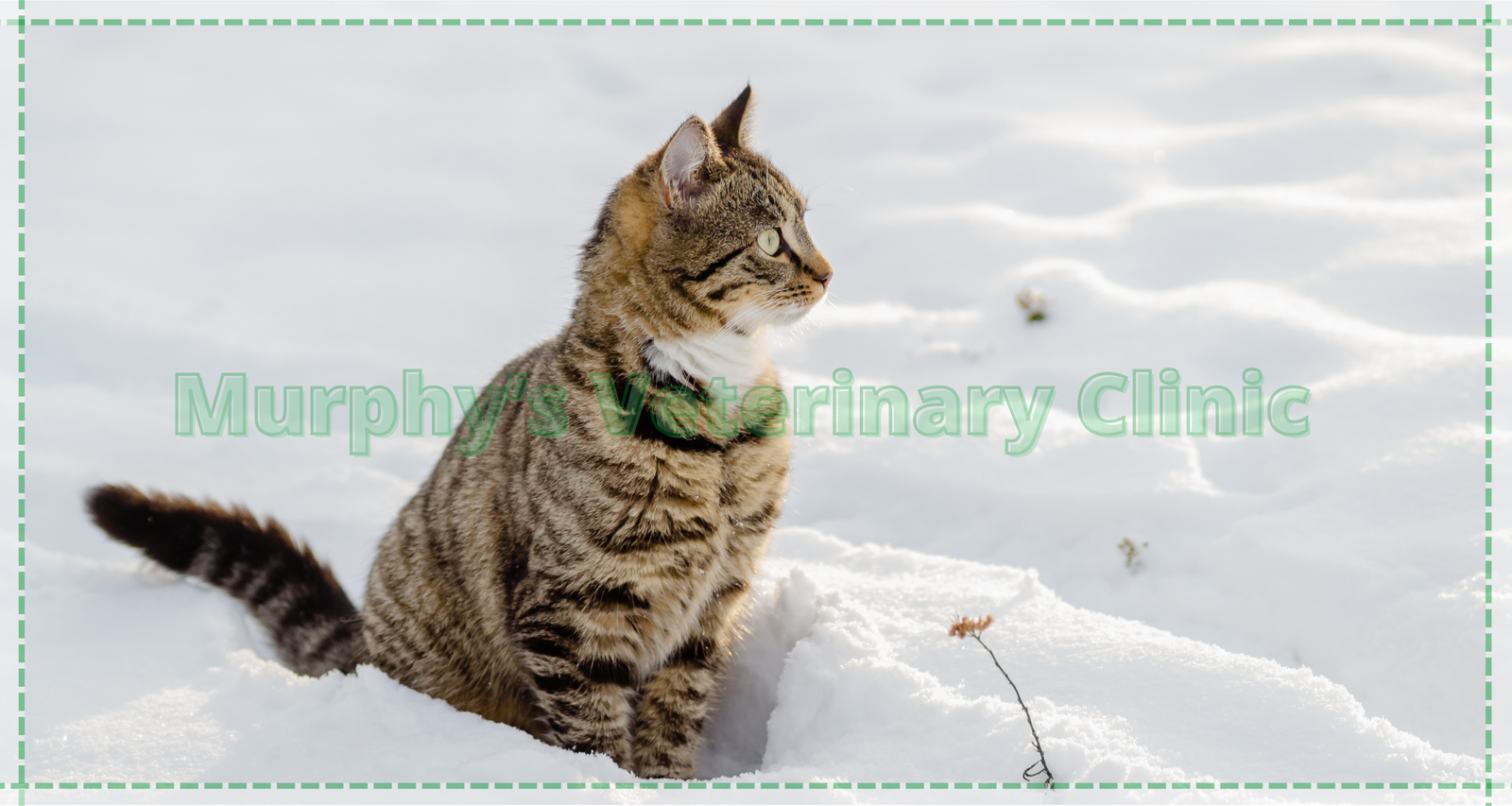 Precise Care for Pets in Oman