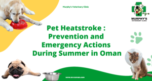 pet heatstroke in Oman