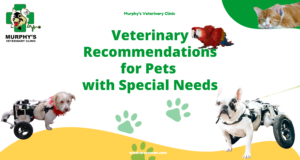 Veterinary Recommendations for Pets with Special Needs