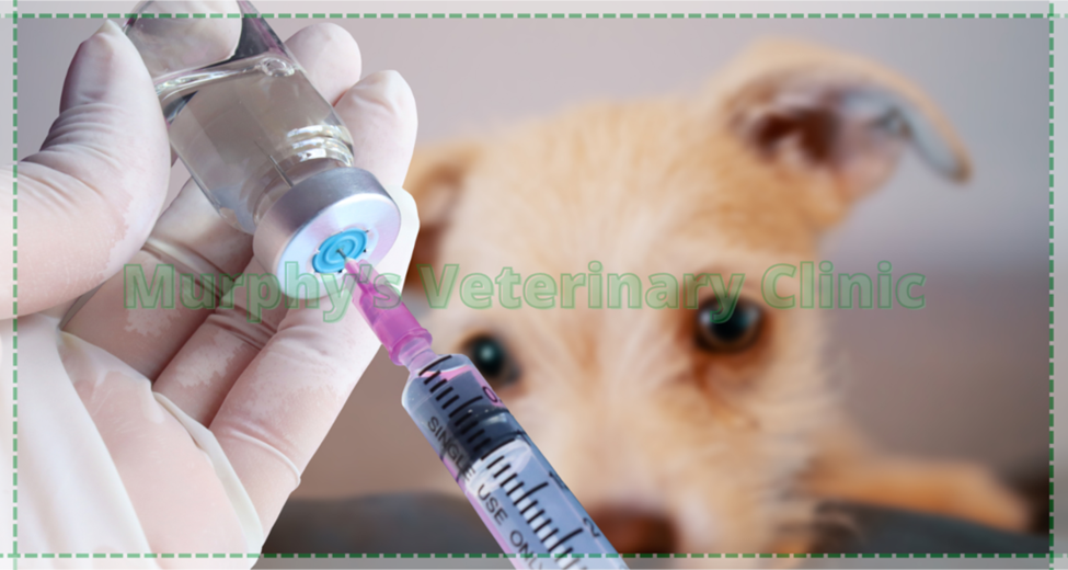 Pet Vaccination: Why and When?