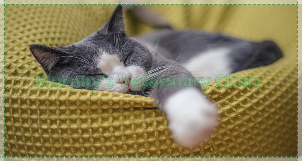 Essential Tools and Equipment for Pet