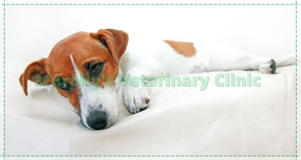 Pet Emergency Situations