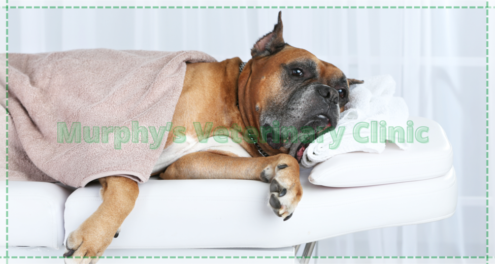 Pet Emergency Situations