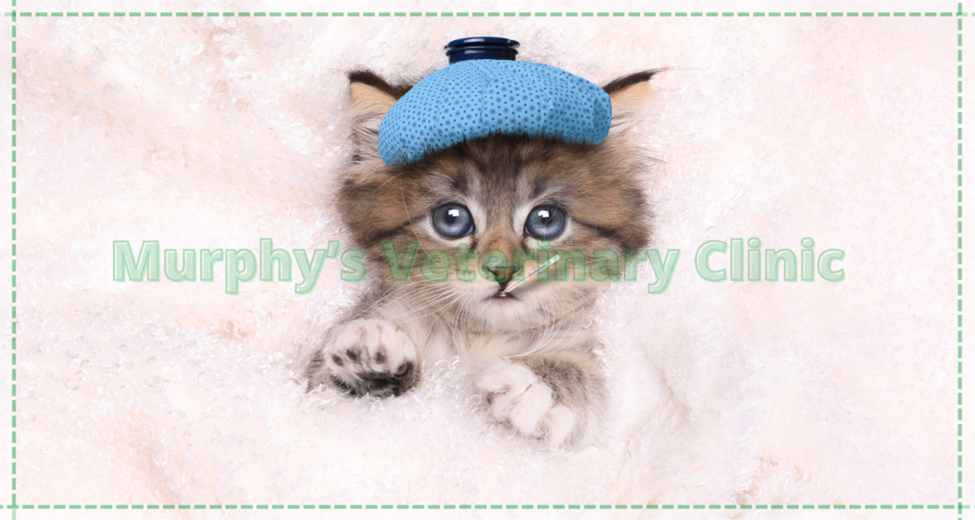 Pet Emergency Situations
