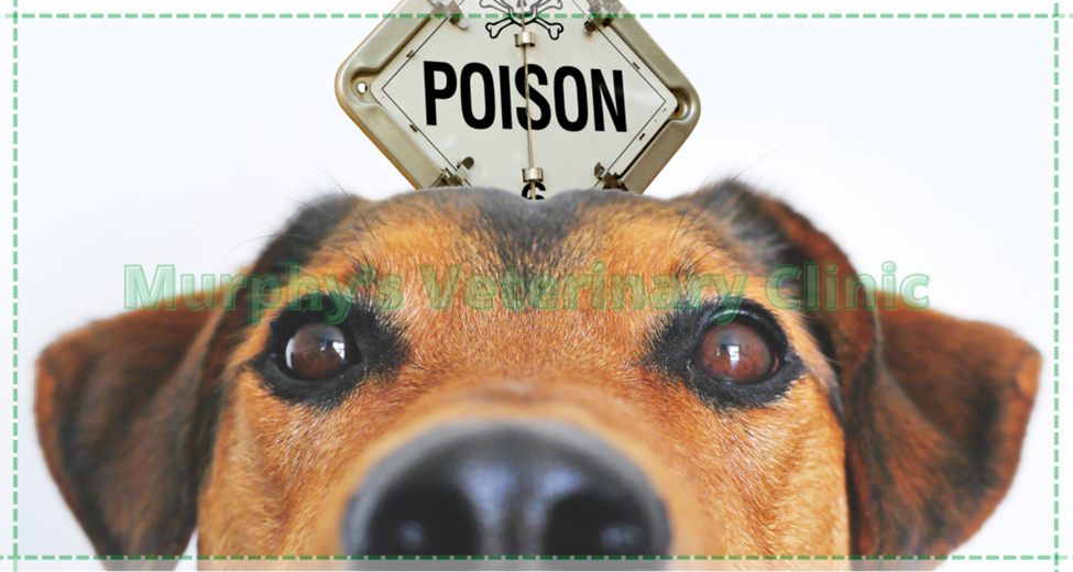 Pet Emergency Situations