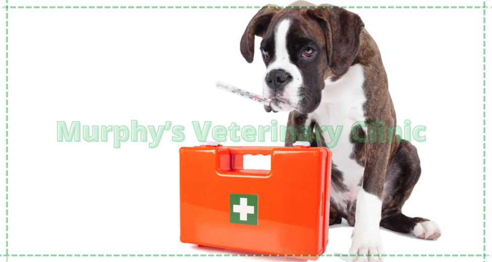 Pet Emergency Situations