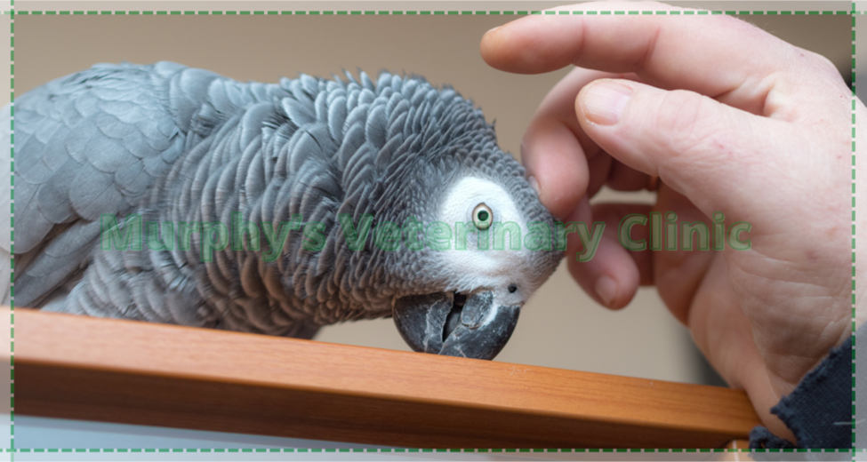 Caring for Senior Pets
