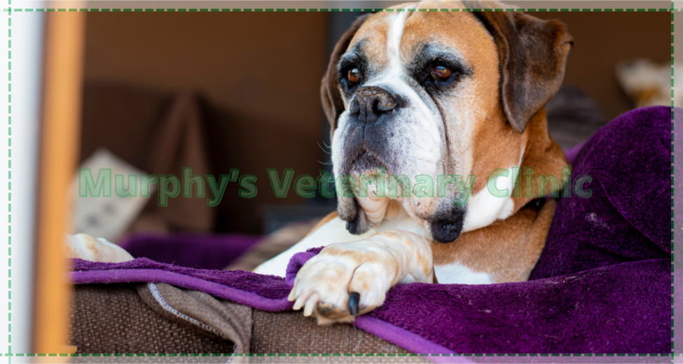 Caring for Senior Pets