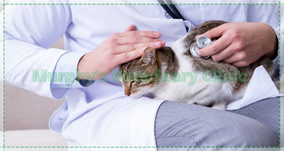 Caring for Senior Pets