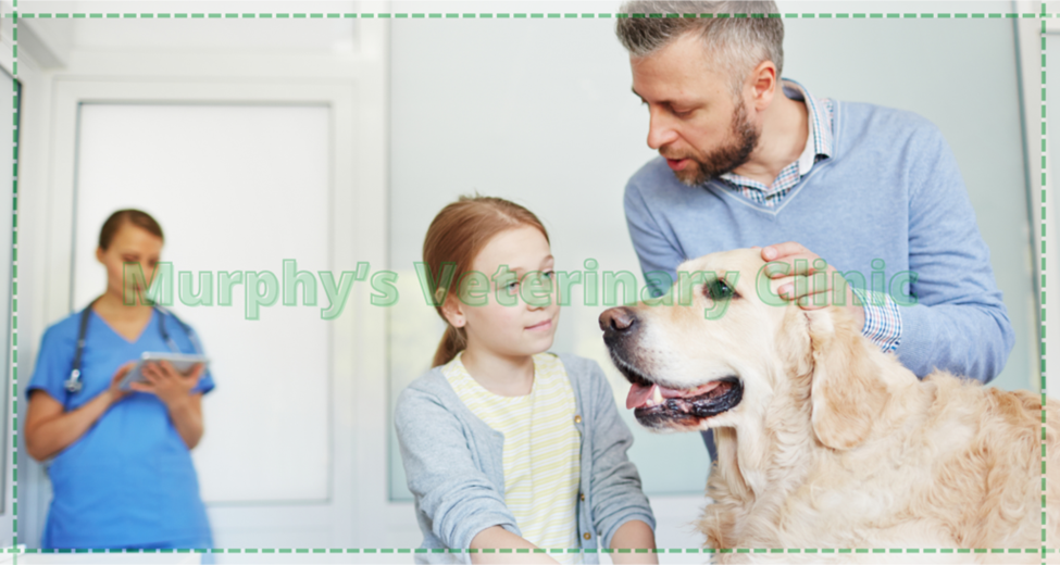 Caring for Senior Pets