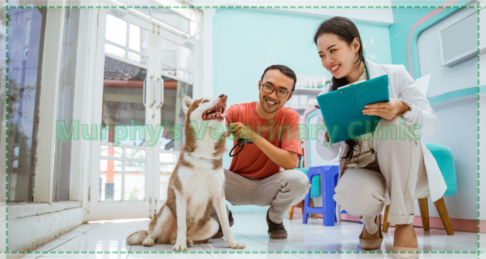 Oral and Dental Hygiene 