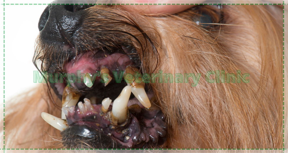 Oral and Dental Hygiene