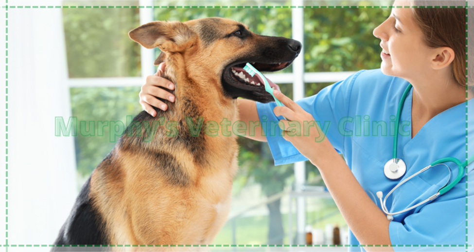 Oral and Dental Hygiene