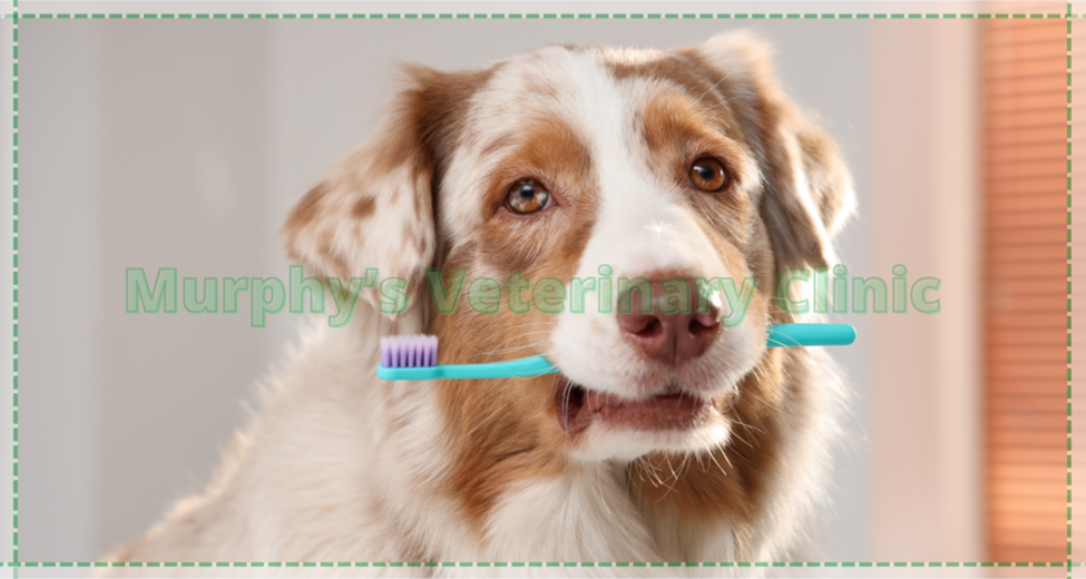 Oral and Dental Hygiene