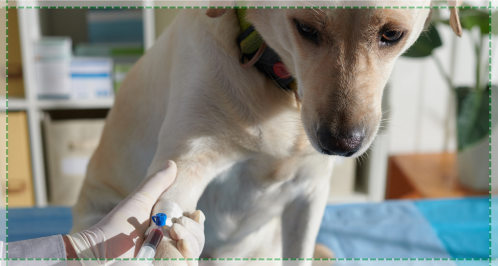 Pet Blood Test