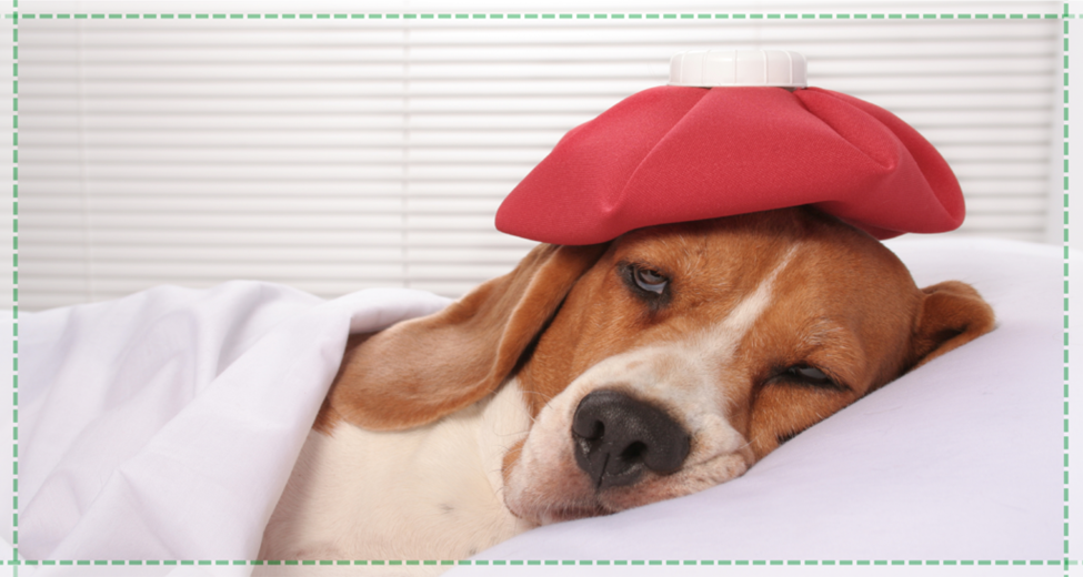 Pet Blood Test