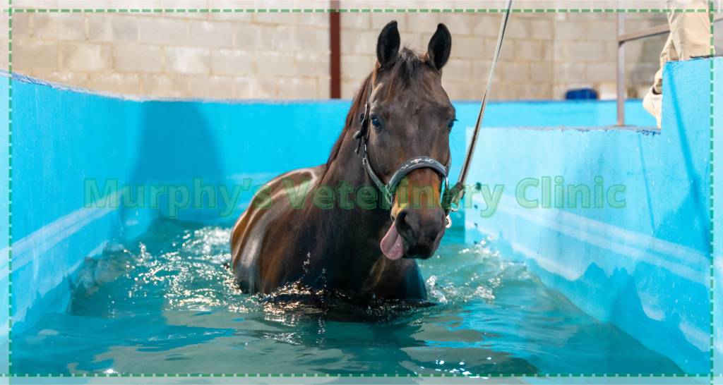Hydrotherapy as a Pet Physiotherapy Exercise