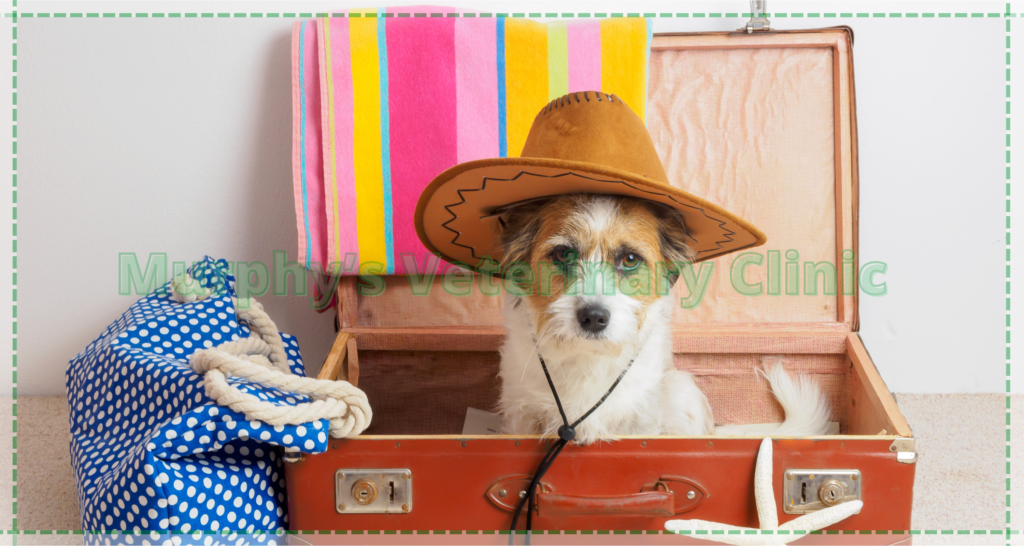 pet care during travel