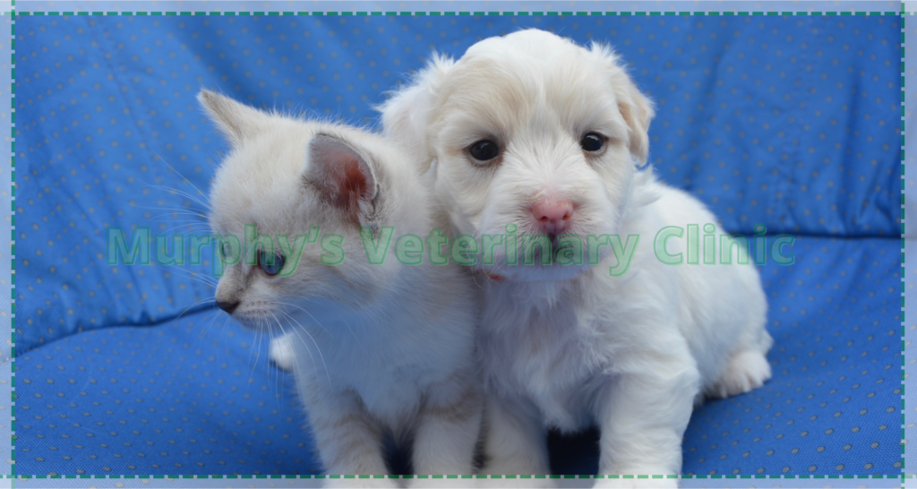 Proper Nutrition for Dogs and Cats