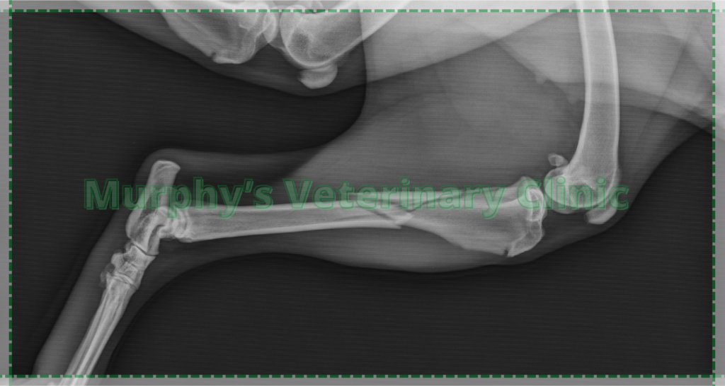 First aid for injured pets