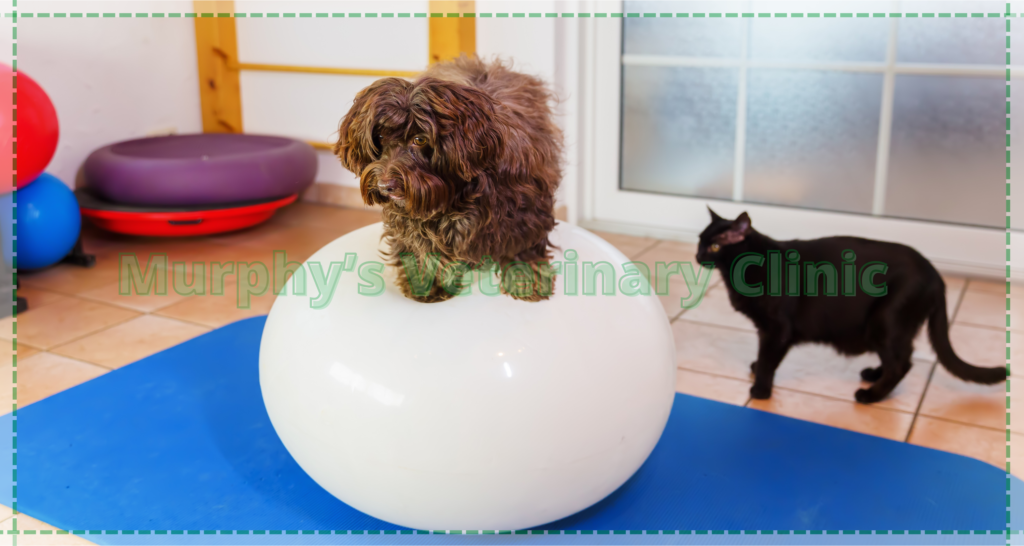 Pet Physiotherapy Exercises