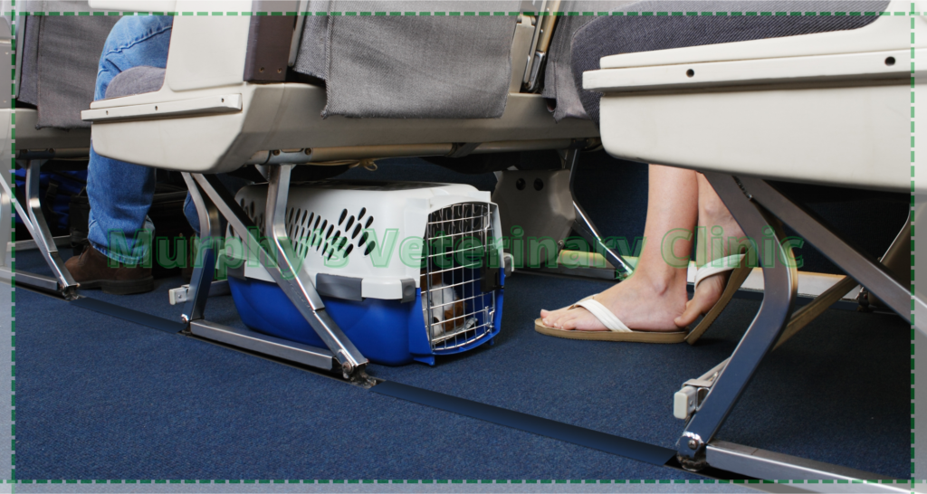 Right Transportation for Pet