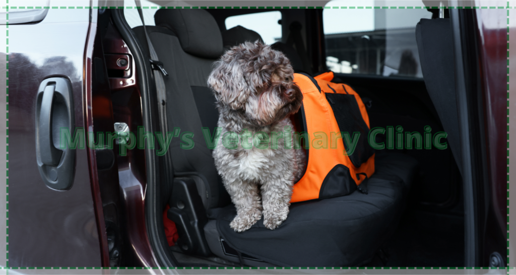 pet care during travel