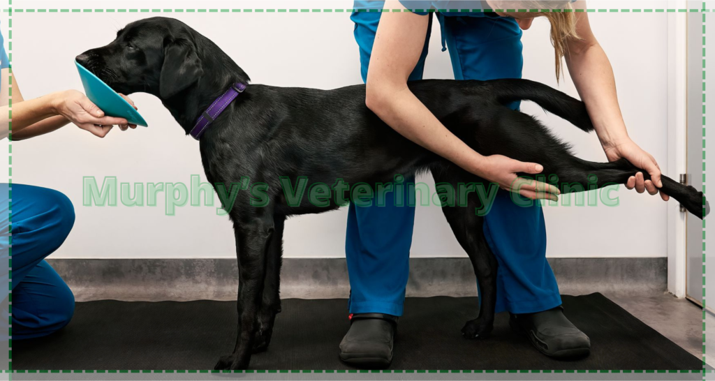 Pet Physiotherapy Exercises