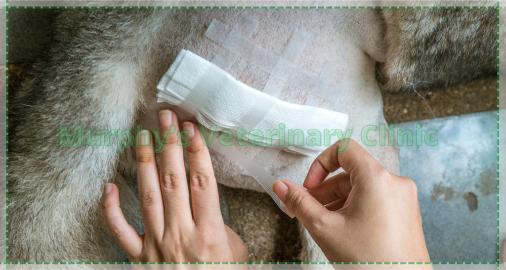 First aid for injured pets