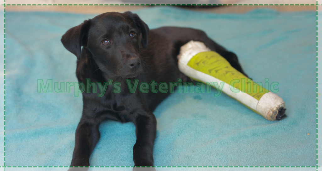 Hydrotherapy as a Pet Physiotherapy Exercise